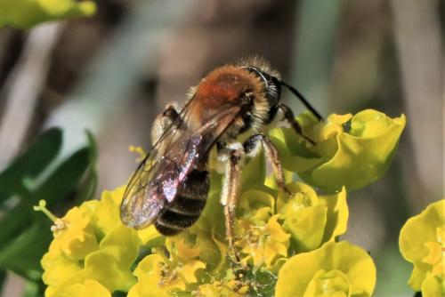 Réf. 237 652 : Andrena helvola